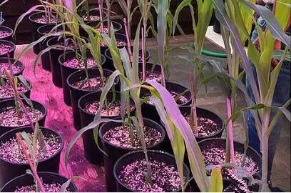 利用LED培育的玉米有何優勢？美國辳業部研究得